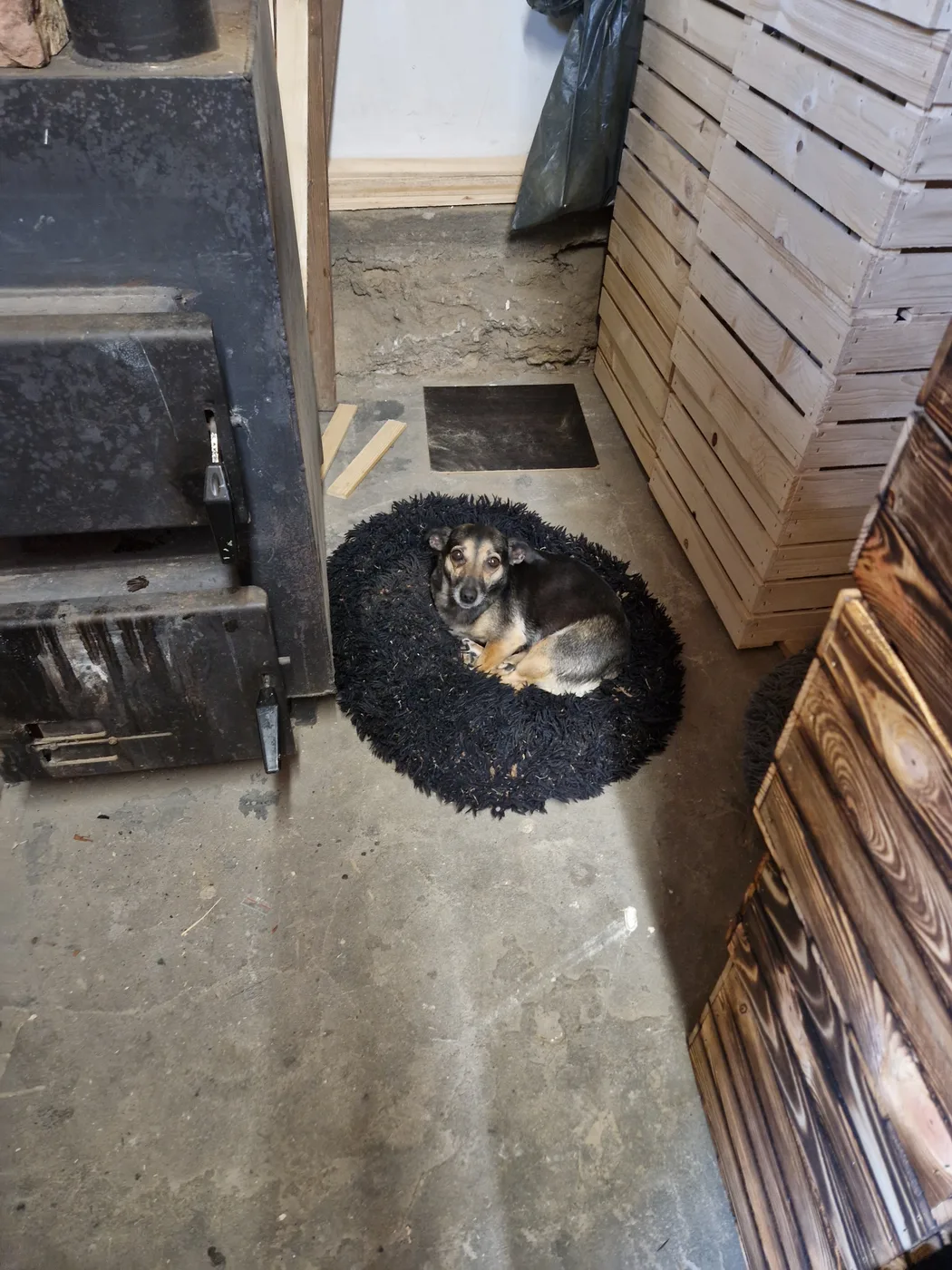 Unser treuester Helfer passt auf die Werkstatt auf 🐾